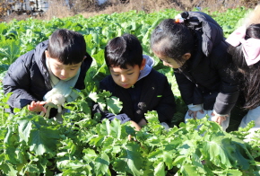 가창산들꽃숲체험학교에서 배추와 무를 관찰해요